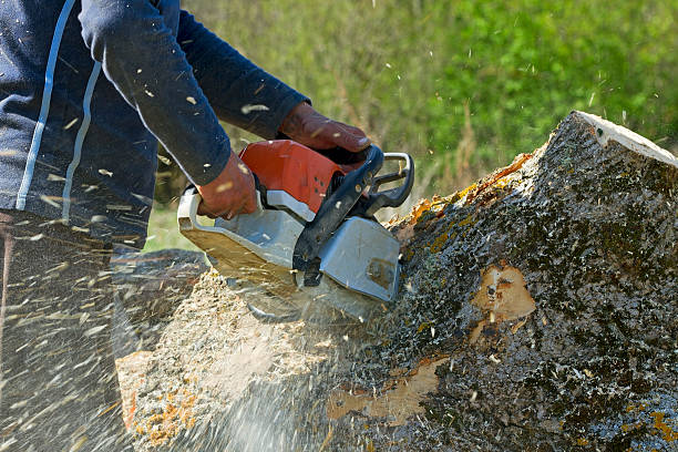 How Our Tree Care Process Works  in  Inwood, NY